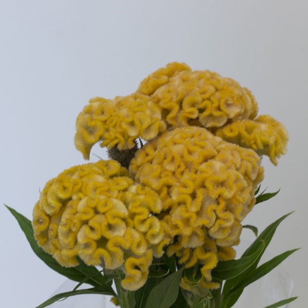 Celosia amarela