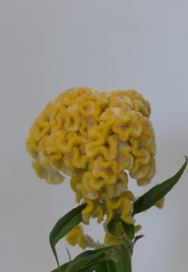 Celosia amarela_01