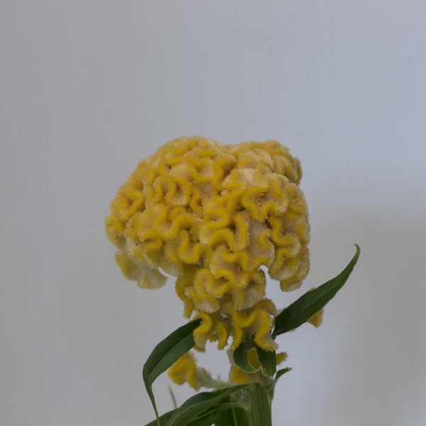 Celosia amarela_01