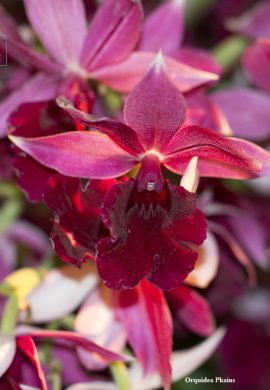 Orquidea Phaius