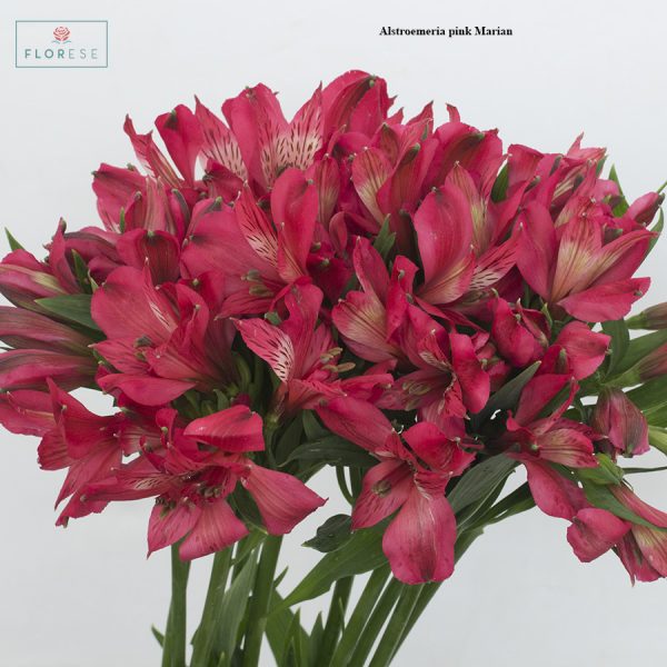 Alstroemeria pink Marian2