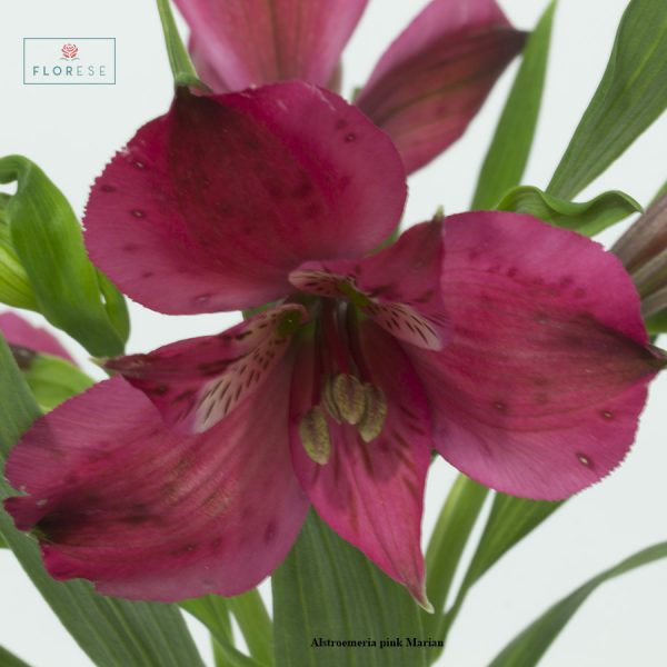 Alstroemeria pink Marian3