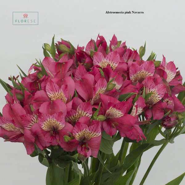 Alstroemeria pink Navarro