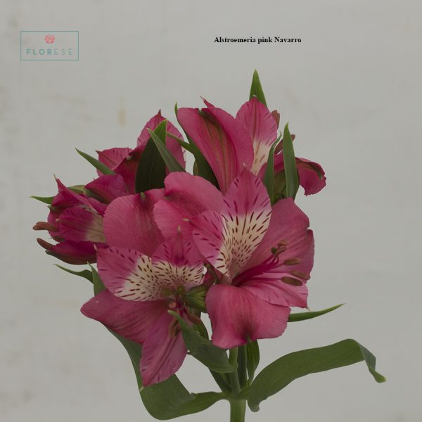 Alstroemeria pink Navarro2