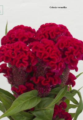 Celosia vermelha