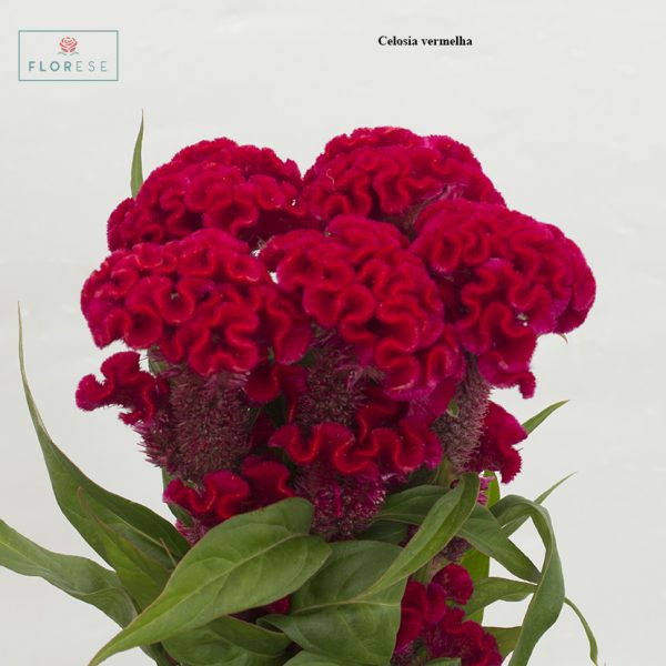 Celosia vermelha