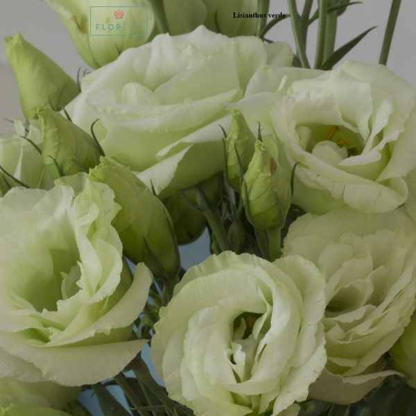 Lisianthus verde