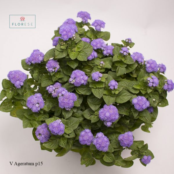 V Ageratum p15