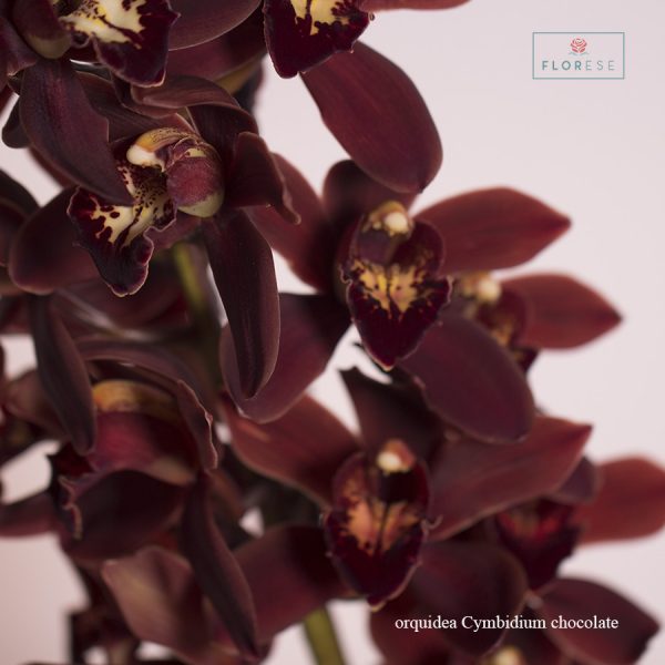 orquidea Cymbidium chocolate