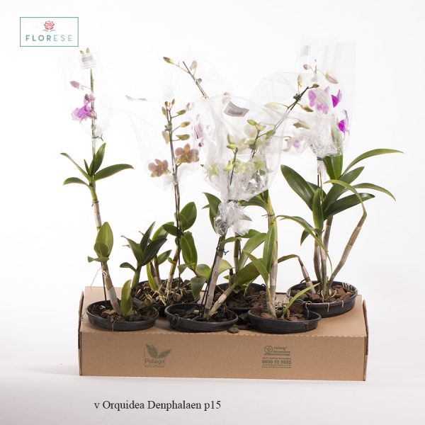 v Orquidea Denphalaen p15