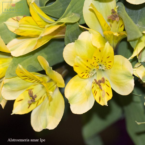 Alstroemeria amar Ipe