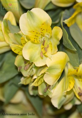 Alstroemeria amar Isola