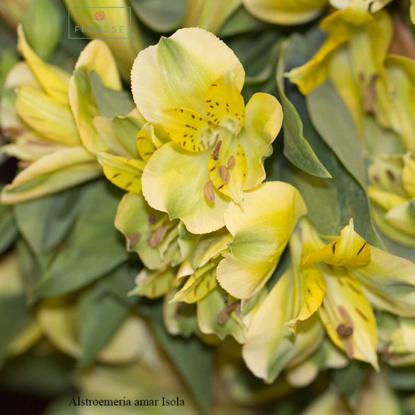 Alstroemeria amar Isola