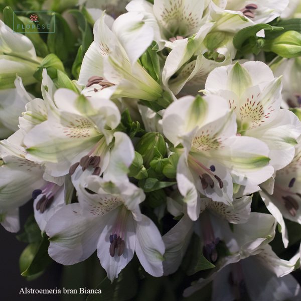 Alstroemeria bran Bianca