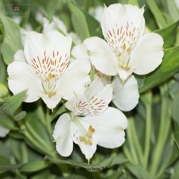 Alstroemeria bran Whistler