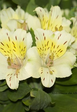 Alstroemeria cha Albatroz