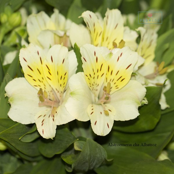 Alstroemeria cha Albatroz