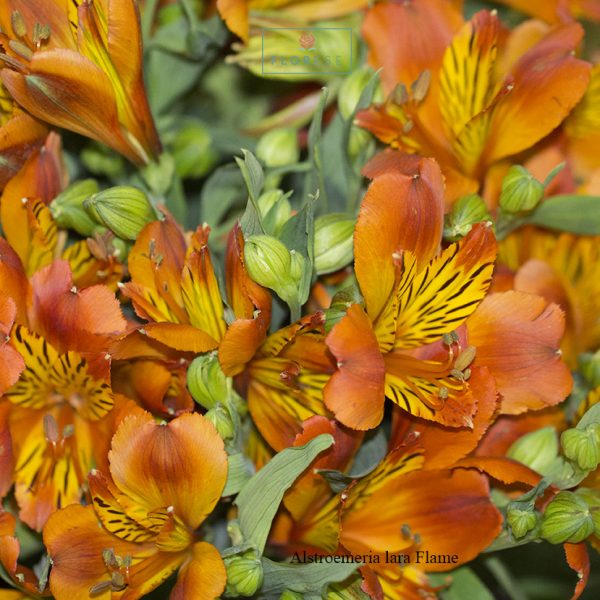 Alstroemeria lara Flame