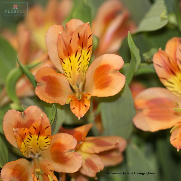 Alstroemeria lara Orange Queen