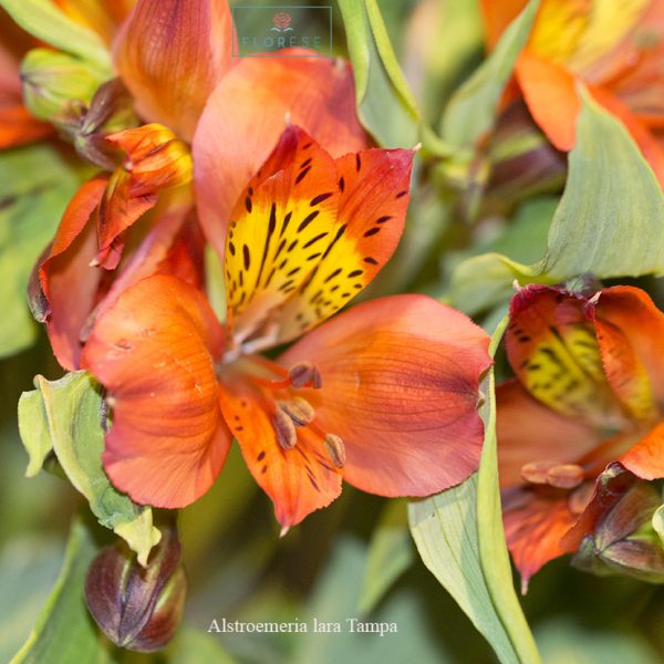 alstroemeria-lara-tampa