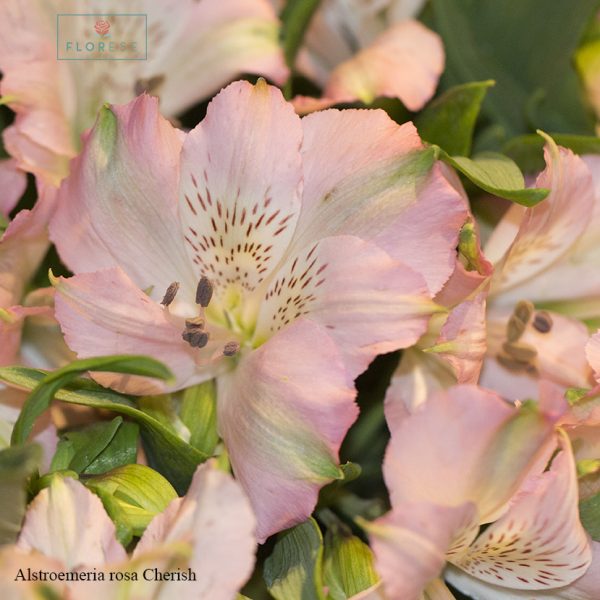 alstroemeria-rosa-cherish