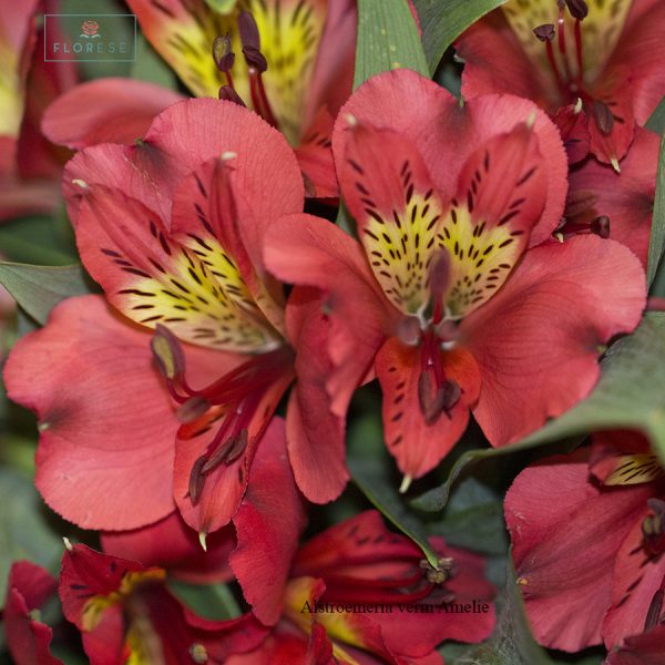 alstroemeria-verm-amelie