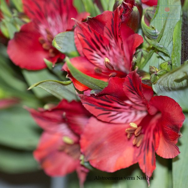 alstroemeria-verm-natalya