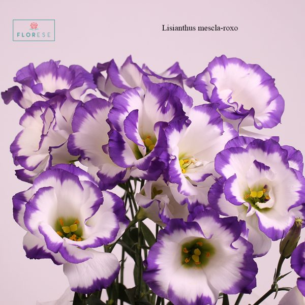 Lisianthus mescla-roxo_01