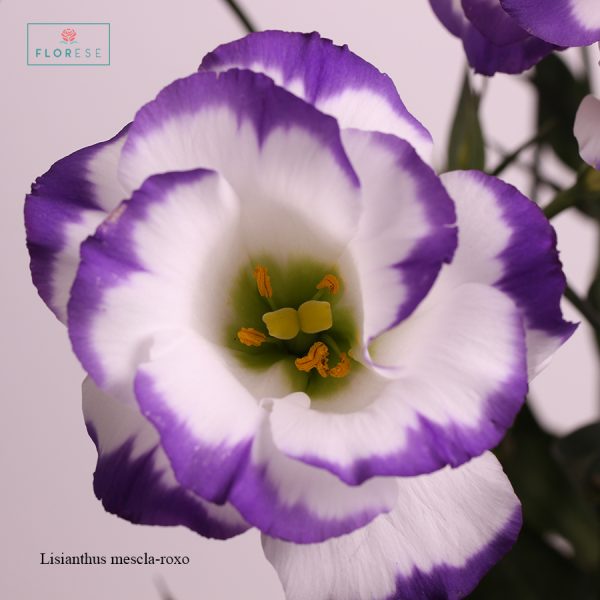 Lisianthus mescla-roxo_02