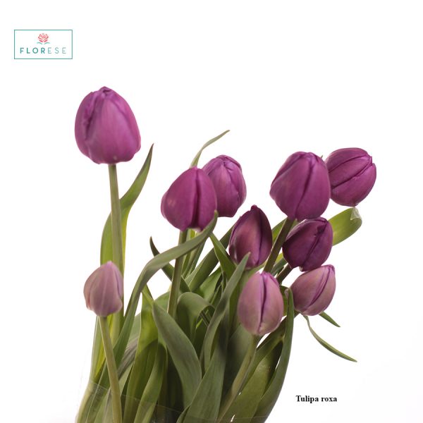 tulipa-roxa