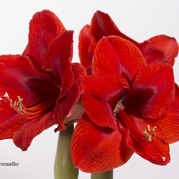 v-amaryllis-vermelho-p15