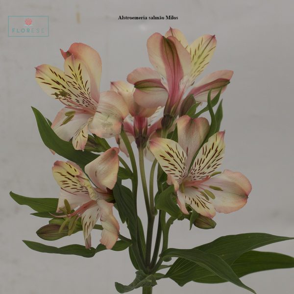 Alstroemeria salmão Milos