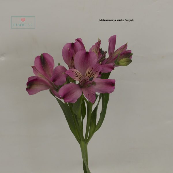 Alstroemeria vinho Napoli2