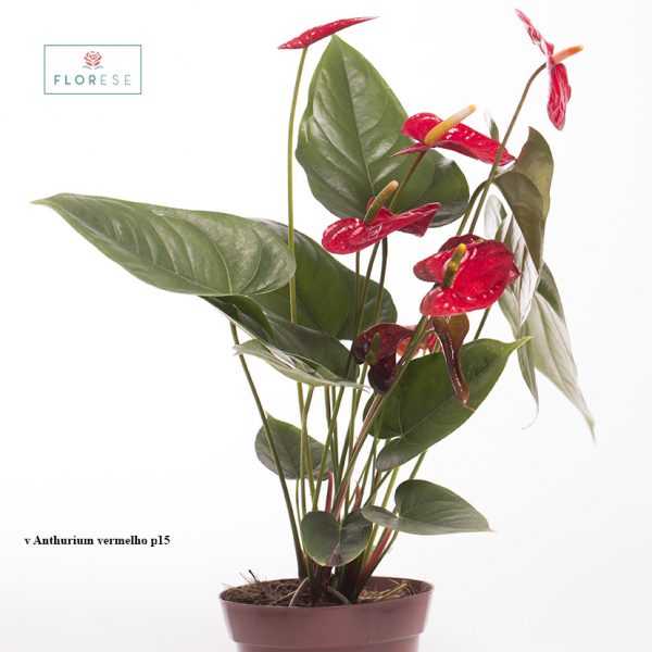 v Anthurium vermelho 15