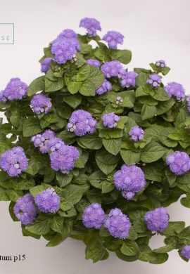 V Ageratum p15