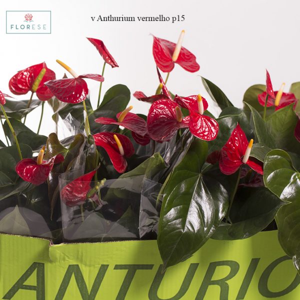 v Anthurium vermelho p15