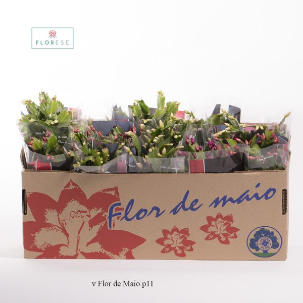 v Flor de Maio p11