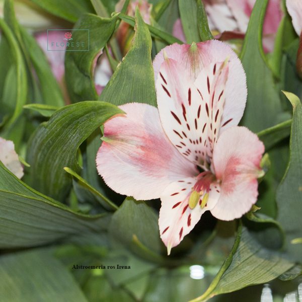 alstroemeria-rosa-irena