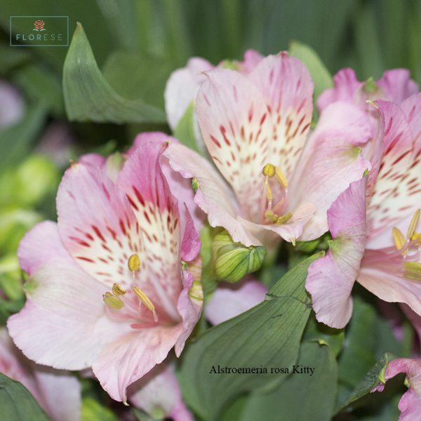 alstroemeria-rosa-kitty