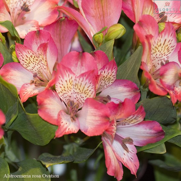 alstroemeria-rosa-ovation