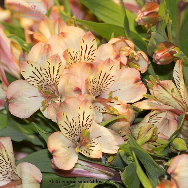 alstroemeria-salm-milos