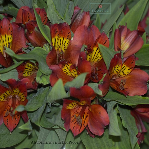 alstroemeria-verm-hot-pepper