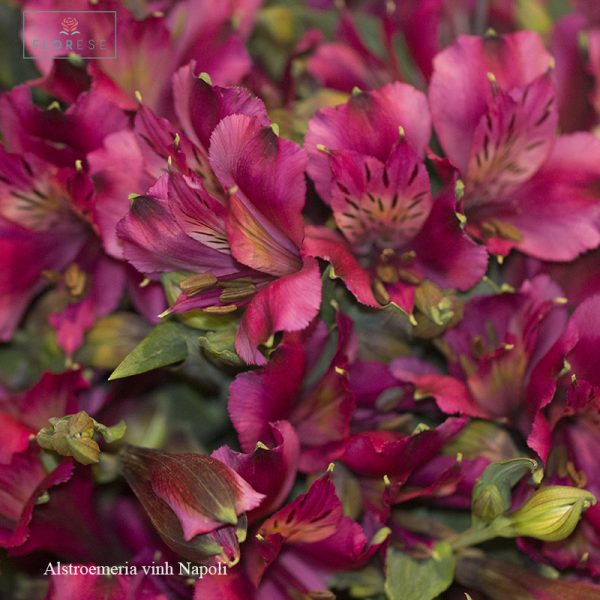 alstroemeria-vinh-napoli