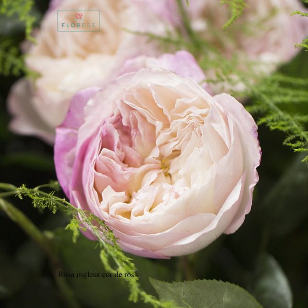 Rosa inglesa rosa | Florese