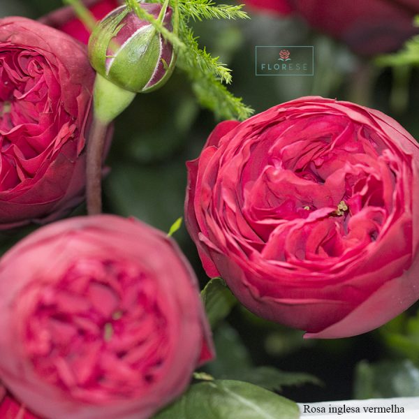 Rosa inglesa vermelha | Florese