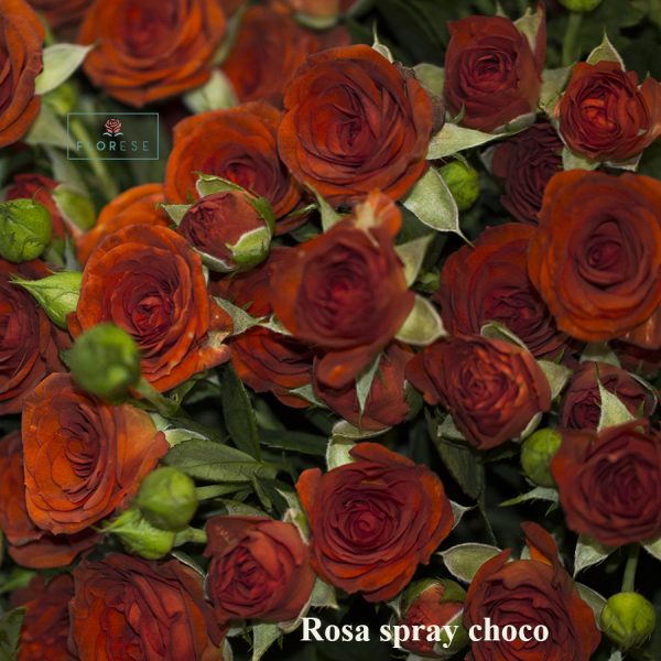 rosa-spray-choco