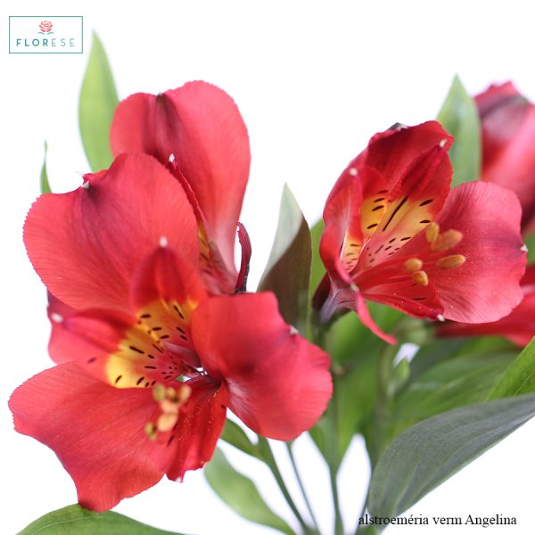 alstroemeria verm Angelina_01